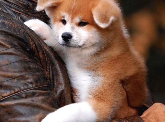 Akita Inu Yavrularimiz Hazirdir görsel