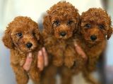 Malti̇poo Yavrulari Irk Ve Sağlik Garanti̇li̇