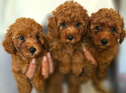 Malti̇poo Yavrulari Irk Ve Sağlik Garanti̇li̇ görsel