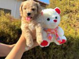 Malti̇poo Yavrulari Irk Ve Sağlik Garanti̇li̇