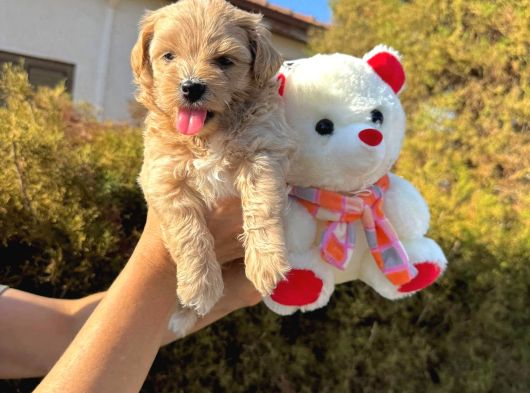 Malti̇poo Yavrulari Irk Ve Sağlik Garanti̇li̇ görsel