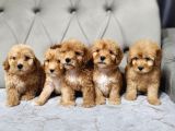 MALTİPOO YAVRULARI ıRK VE SAĞLIK GARANTİLİ