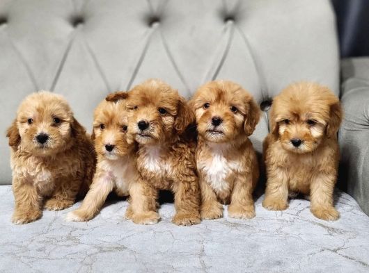 MALTİPOO YAVRULARI ıRK VE SAĞLIK GARANTİLİ