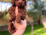 Toy Poodle Yavrularimiz Hazirdir