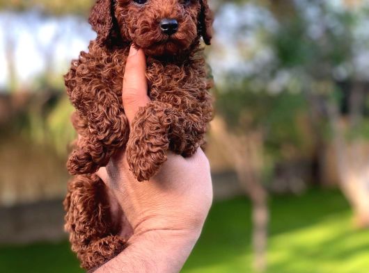 Toy Poodle Yavrularimiz Hazirdir görsel