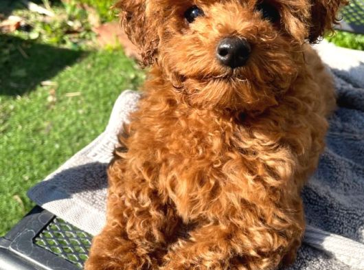 Toy Poodle Yavrularimiz Hazirdir görsel