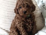 Toy Poodle Yavrularimiz Hazirdir