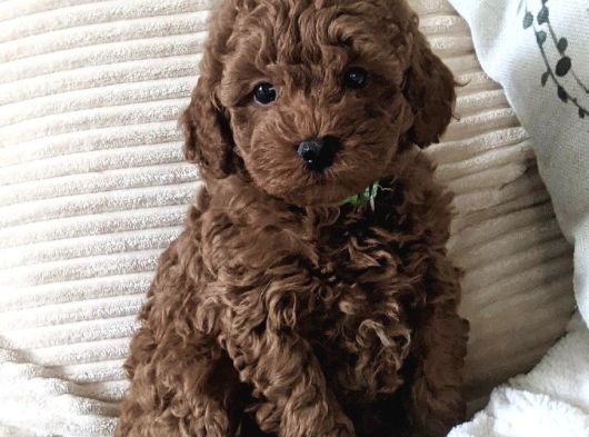 Toy Poodle Yavrularimiz Hazirdir görsel