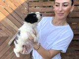 Çok Özel Renkleriyle Yavrularım Mevc
