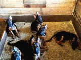 Showli̇ne Üst Vasifli Alman Çoban Köpeği̇ Yavrulari