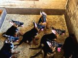SHOWLİNE ÜST VASIFLI ALMAN ÇOBAN KÖPEĞİ YAVRULARI