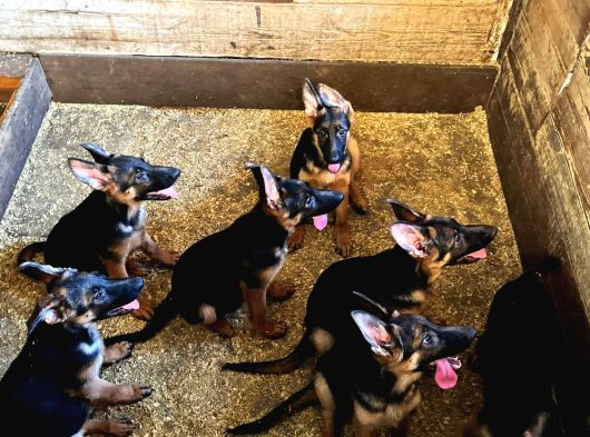 Showli̇ne Üst Vasifli Alman Çoban Köpeği̇ Yavrulari