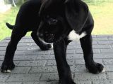 Dev Gibi Muhteşem Cane Corso Yavrularımız