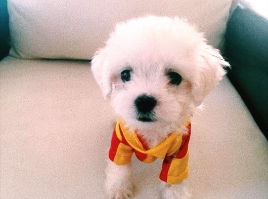 Minyatür maltes terrier  orjinal kore kan a kalite