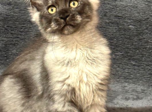 Soy Garantili Maine Coon görsel