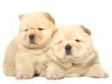 Efsane Muhteşem Chow Chow Yavrularımız