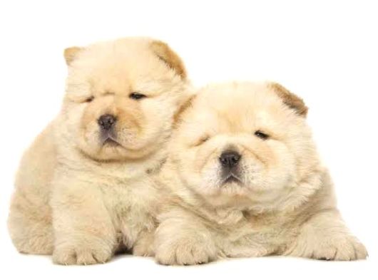 Efsane Muhteşem Chow Chow Yavrularımız görsel
