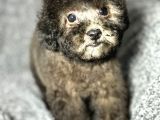 Çok Özel Si̇lver Poodle Yavrularimiz