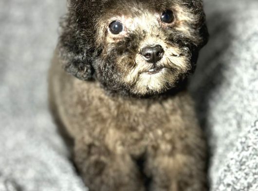 Çok Özel Si̇lver Poodle Yavrularimiz görsel