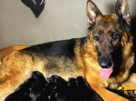 Showli̇ne Üst Vasifli Alman Çoban Köpeği̇ Yavrulari görsel