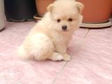 2 Aylık Dişi Pomeranian Yavrular