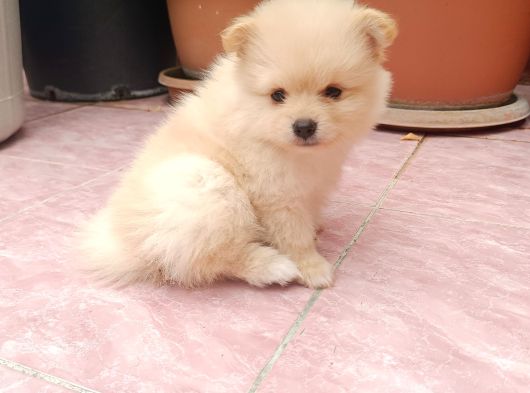 2 Aylık Dişi Pomeranian Yavrular görsel