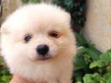 2 Aylık Dişi Pomeranian Yavrular