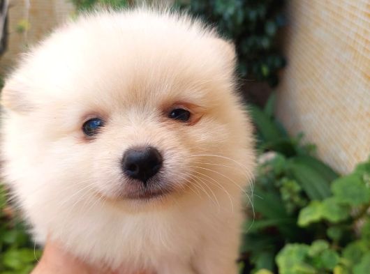 2 Aylık Dişi Pomeranian Yavrular görsel