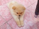 2 Aylık Dişi Pomeranian Yavrular
