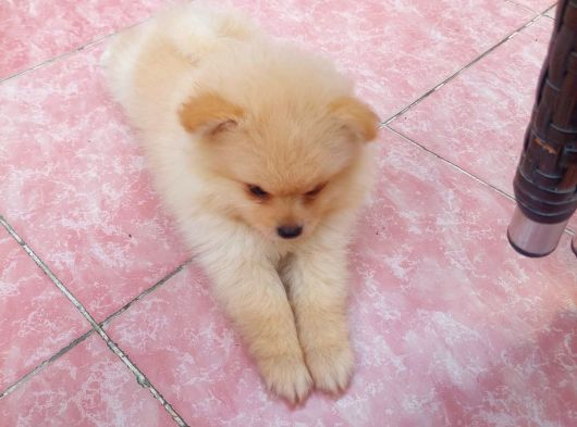 2 Aylık Dişi Pomeranian Yavrular görsel