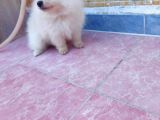 2 Aylık Dişi Pomeranian Yavrular