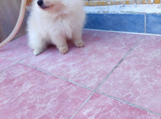 2 Aylık Dişi Pomeranian Yavrular görsel