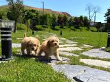 Maltipoo Yavruları Sizleri Bekliyor