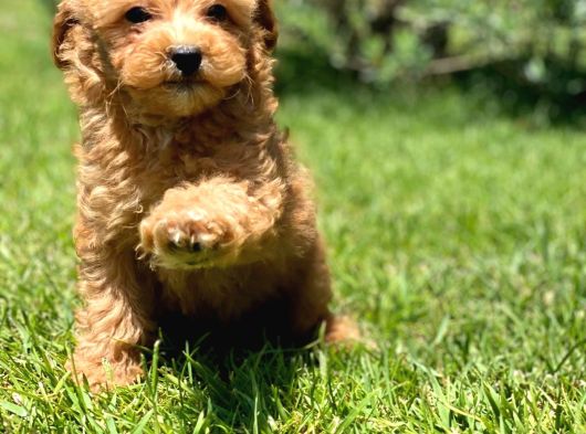 En Mutlu Malti̇poo Bebekleri̇ Si̇zleri̇ Bekli̇yor görsel