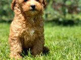 En Mutlu Malti̇poo Bebekleri̇ Si̇zleri̇ Bekli̇yor