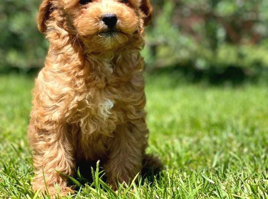 En Mutlu Malti̇poo Bebekleri̇ Si̇zleri̇ Bekli̇yor görsel