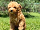 En Mutlu Malti̇poo Bebekleri̇ Si̇zleri̇ Bekli̇yor