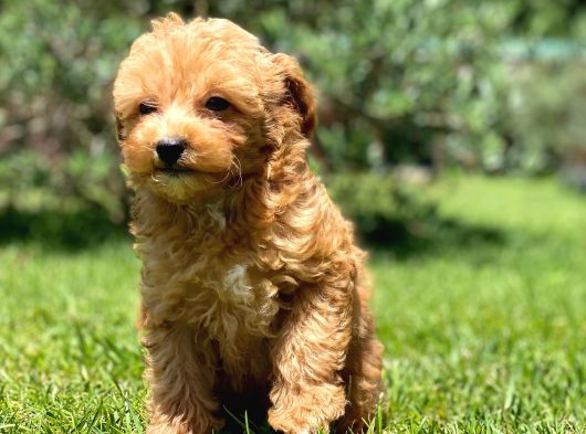 En Mutlu Malti̇poo Bebekleri̇ Si̇zleri̇ Bekli̇yor görsel