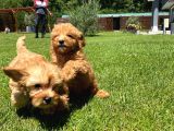 EN MUTLU MALTİPOO BEBEKLERİ SİZLERİ BEKLİYOR