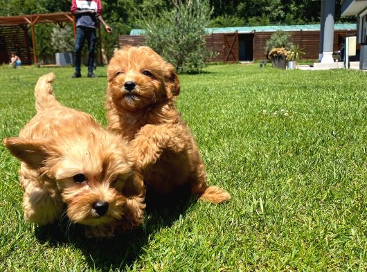 EN MUTLU MALTİPOO BEBEKLERİ SİZLERİ BEKLİYOR