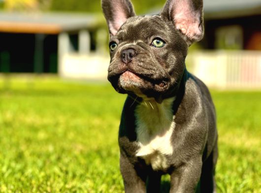 Efsane French Bulldog Yavrulari İstanbul görsel