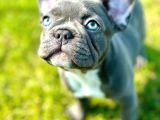 Efsane French Bulldog Yavrulari İstanbul
