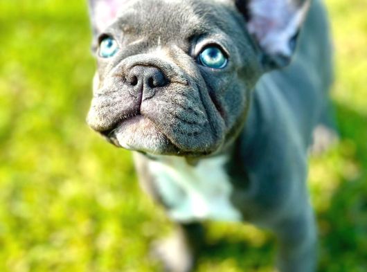 Efsane French Bulldog Yavrulari İstanbul görsel