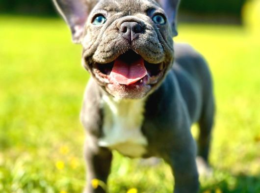 Efsane French Bulldog Yavrulari İstanbul