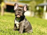 Efsane French Bulldog Yavrulari İstanbul