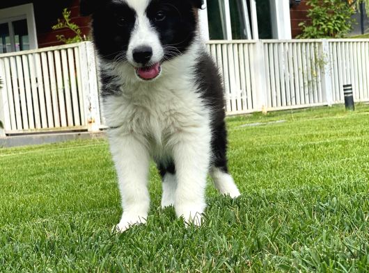 Border Collie Yavruları Istanbul görsel