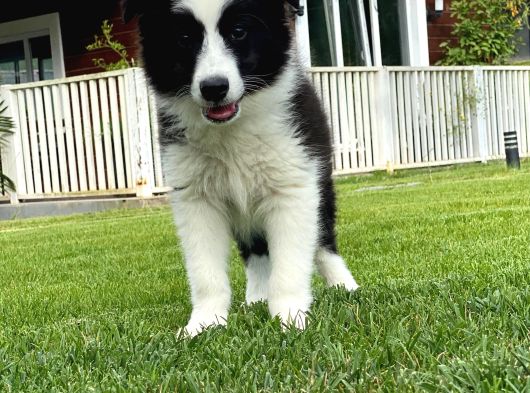Border Collie Yavruları Istanbul görsel
