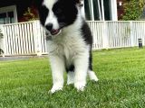 Border Collie Yavruları Istanbul