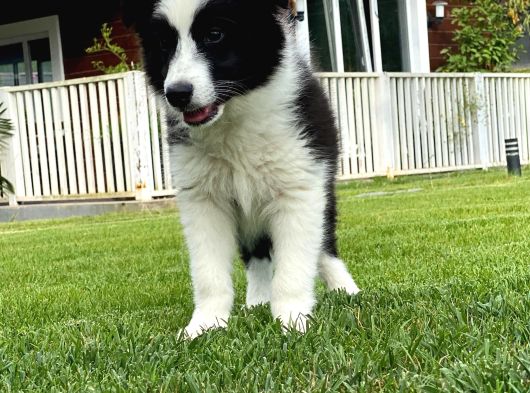 Border Collie Yavruları Istanbul görsel