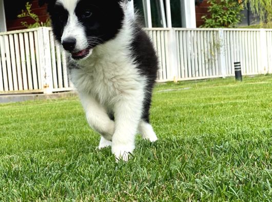 Border Collie Yavruları Istanbul görsel